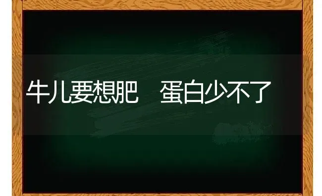 牛儿要想肥 蛋白少不了 | 养殖技术大全