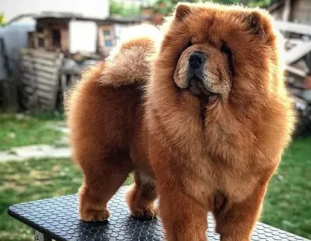养松狮犬的十大好处,松狮的优缺点？