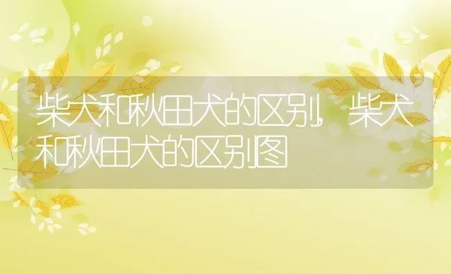 柴犬和秋田犬的区别,柴犬和秋田犬的区别图 | 养殖学堂