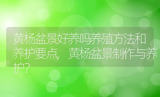 黄杨盆景好养吗养殖方法和养护要点,黄杨盆景制作与养护？ | 养殖科普