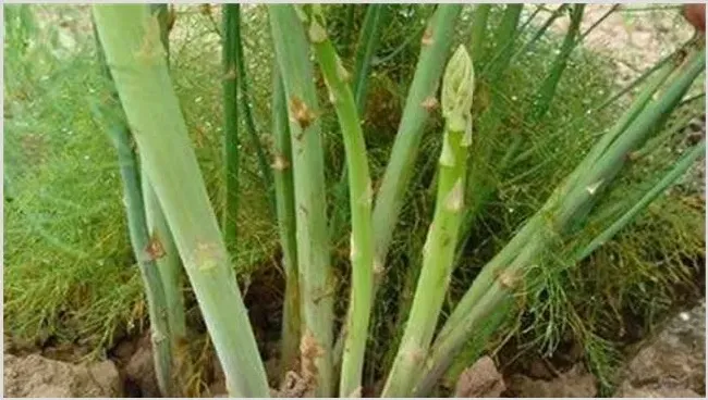 芦笋高产无公害种植技术 | 三农知识