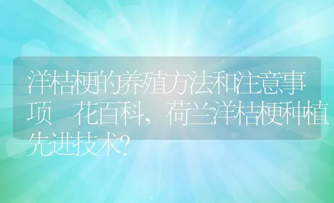 洋桔梗的养殖方法和注意事项–花百科,荷兰洋桔梗种植先进技术？ | 养殖科普