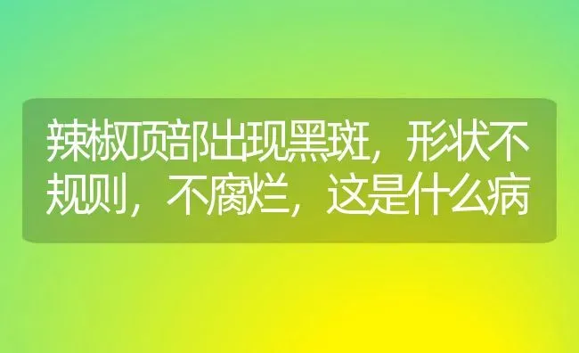 辣椒顶部出现黑斑,形状不规则,不腐烂,这是什么病 | 养殖技术大全