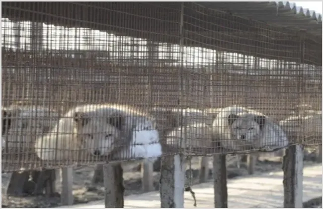 养狐狸：狐狸养殖各阶段的饲养管理 | 生活常识
