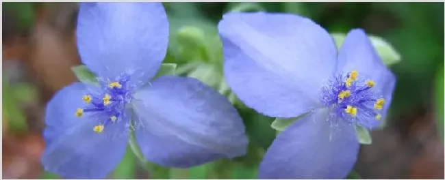 紫露草开败后怎么修剪 | 三农知识