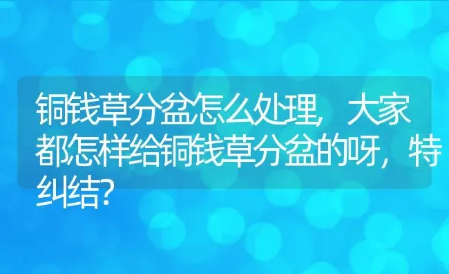 铜钱草分盆怎么处理,大家都怎样给铜钱草分盆的呀，特纠结？ | 养殖科普