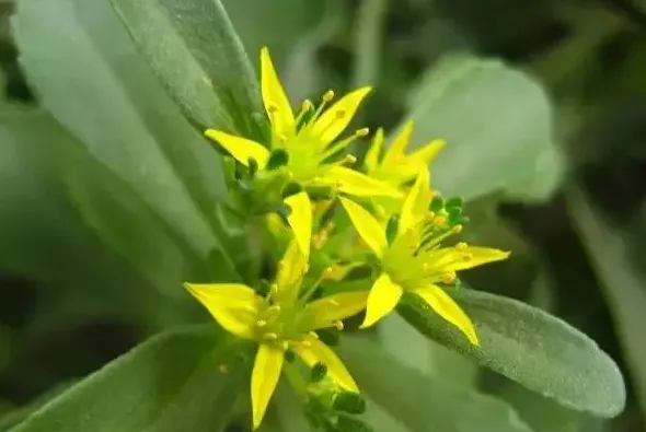 吃费菜有什么副作用,养心菜和驱蚊草的区别？