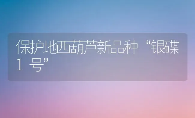 保护地西葫芦新品种“银碟1号” | 养殖技术大全