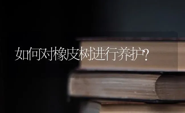 如何对橡皮树进行养护? | 养殖技术大全