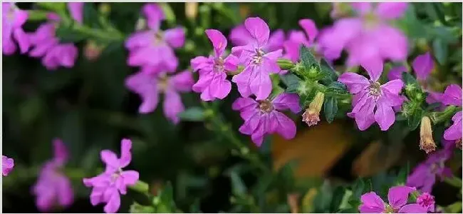 萼距花是满天星吗 | 生活妙招