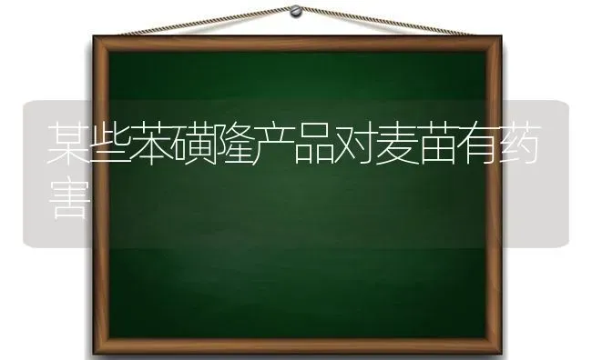 某些苯磺隆产品对麦苗有药害 | 养殖知识