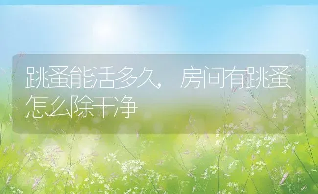 跳蚤能活多久,房间有跳蚤怎么除干净 | 养殖科普