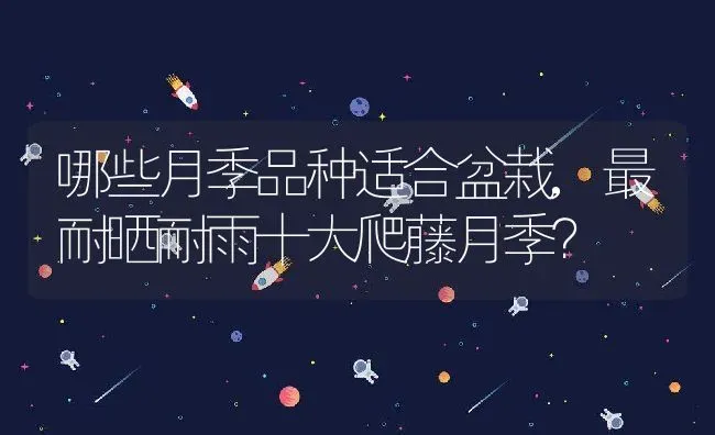 哪些月季品种适合盆栽,最耐晒耐雨十大爬藤月季？ | 养殖科普