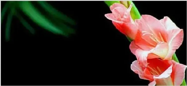 剑兰开完花怎么处理 | 生活常识