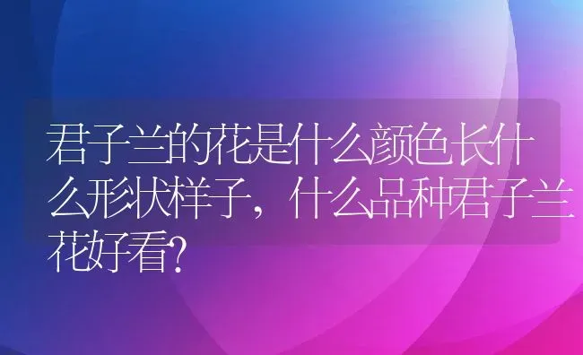 君子兰的花是什么颜色长什么形状样子,什么品种君子兰花好看？ | 养殖科普
