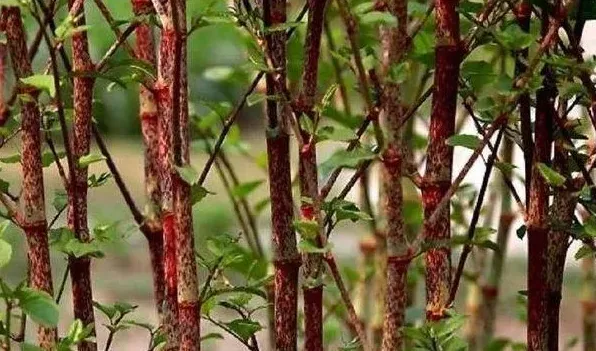 蓼科植物的主要特征 | 农广天地