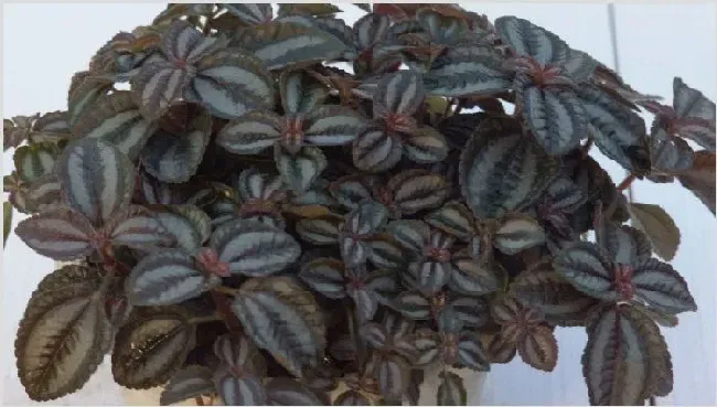 红边椒草怎么修剪 | 妙招大全