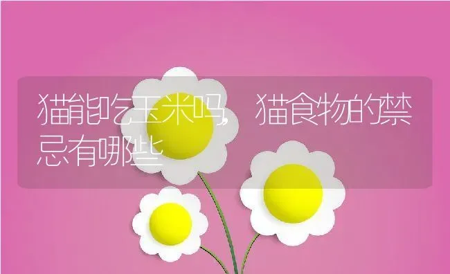 猫能吃玉米吗,猫食物的禁忌有哪些 | 养殖学堂