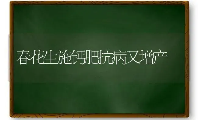 春花生施钙肥抗病又增产 | 养殖技术大全