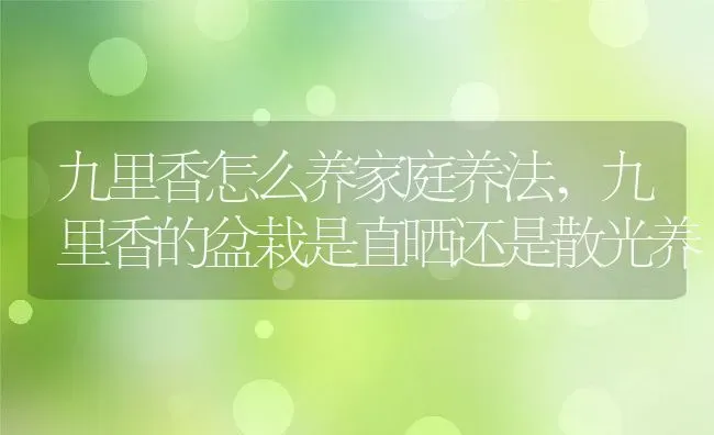九里香怎么养家庭养法,九里香的盆栽是直晒还是散光养 | 养殖学堂