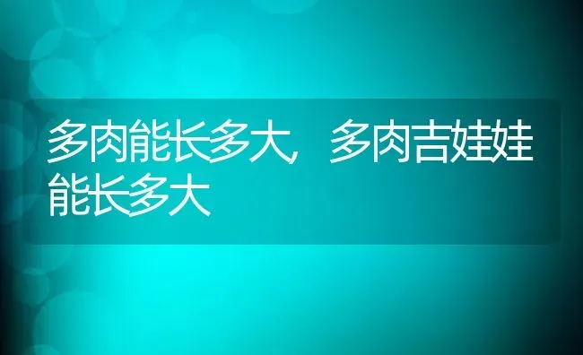 多肉能长多大,多肉吉娃娃能长多大 | 养殖学堂