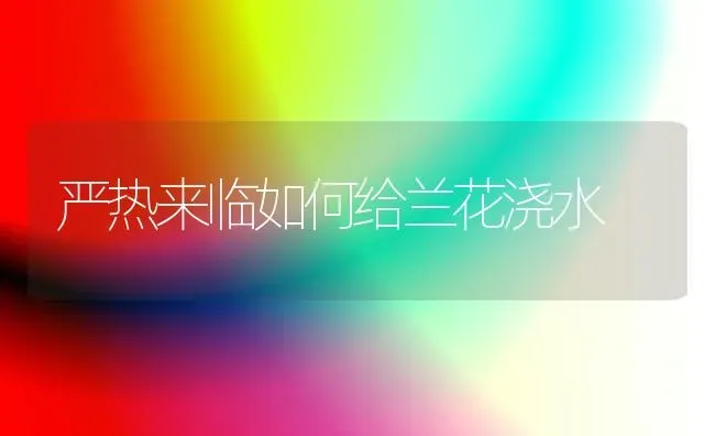 严热来临如何给兰花浇水 | 养殖知识