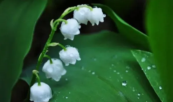 铃兰花的开花时间 | 常识大全