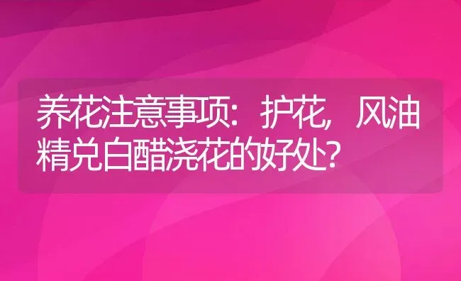 养花注意事项:护花,风油精兑白醋浇花的好处？ | 养殖科普