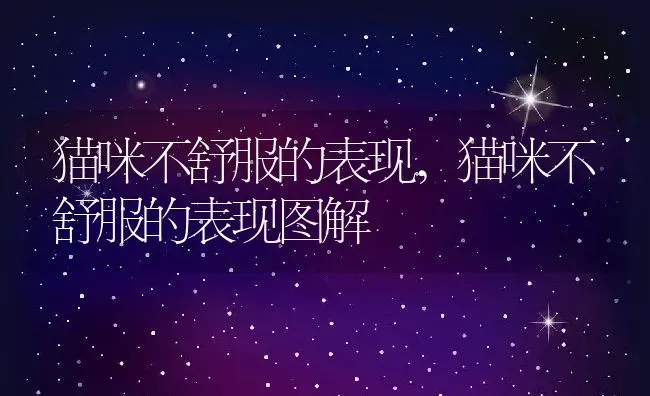 猫咪不舒服的表现,猫咪不舒服的表现图解 | 养殖科普