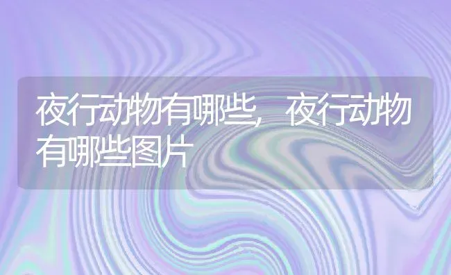 夜行动物有哪些,夜行动物有哪些图片 | 养殖资料