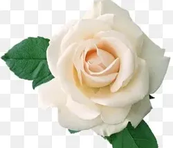白玫瑰是送给死人的吗,表达哀思的一朵花？