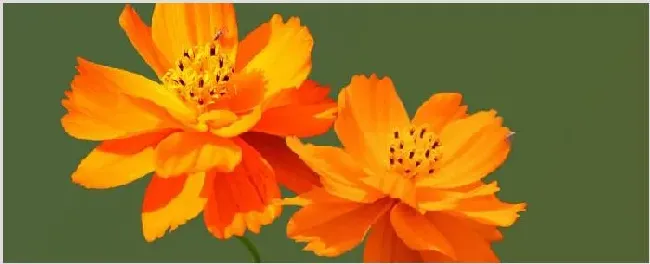 硫华菊与波斯菊的区别 | 生活常识