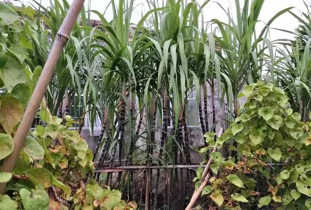 甘蔗原产地在哪里,中国什么地方甘蔗最好吃？