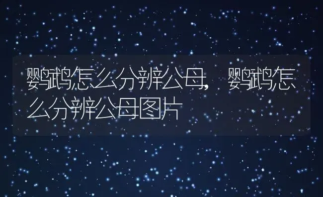 鹦鹉怎么分辨公母,鹦鹉怎么分辨公母图片 | 养殖学堂
