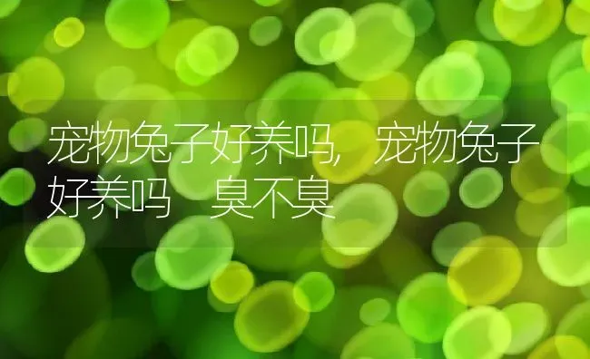 宠物兔子好养吗,宠物兔子好养吗 臭不臭 | 养殖资料