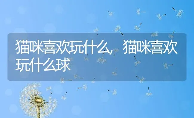 猫咪喜欢玩什么,猫咪喜欢玩什么球 | 养殖科普