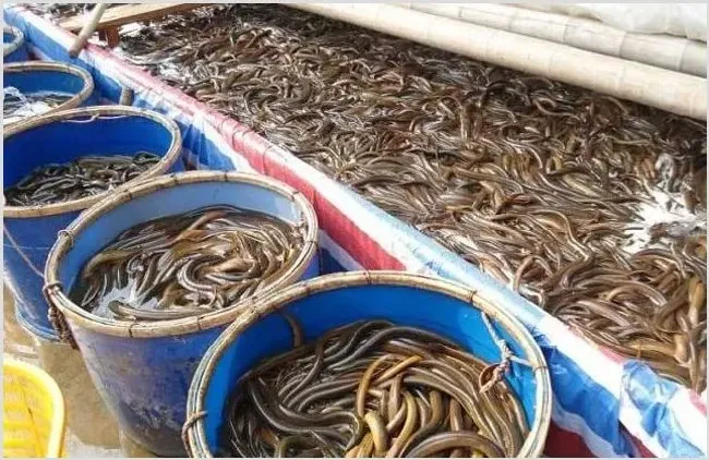 黄鳝补肾吗 | 实用知识