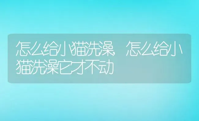 怎么给小猫洗澡,怎么给小猫洗澡它才不动 | 养殖资料