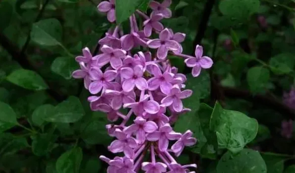 紫丁香花种植技术 | 妙招大全