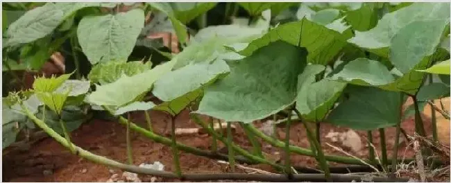 山芋藤的营养价值 | 生活常识