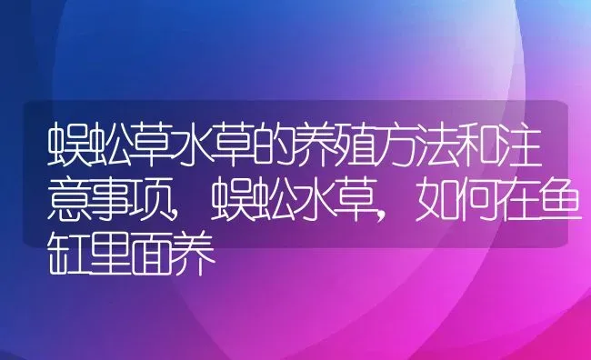 蜈蚣草水草的养殖方法和注意事项,蜈蚣水草，如何在鱼缸里面养 | 养殖学堂