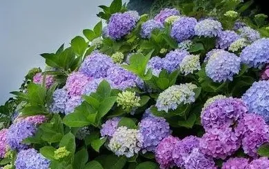 紫阳花花期多长时间花期是什么时候,八仙花幼苗31度时该如何养护？