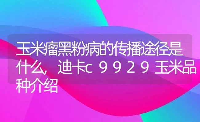 玉米瘤黑粉病的传播途径是什么,迪卡c9929玉米品种介绍 | 养殖学堂