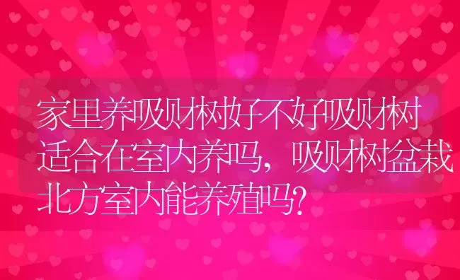 家里养吸财树好不好吸财树适合在室内养吗,吸财树盆栽北方室内能养殖吗？ | 养殖科普
