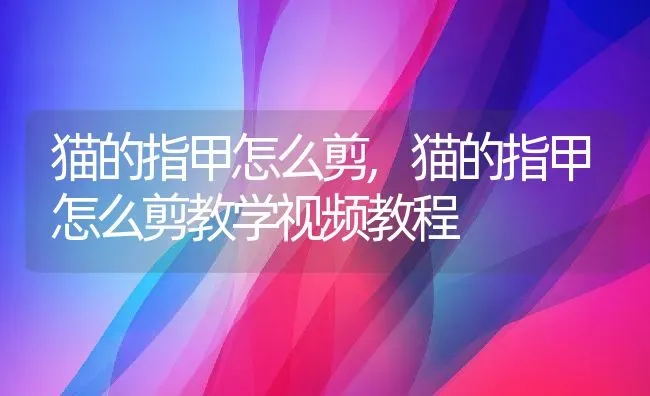 猫的指甲怎么剪,猫的指甲怎么剪教学视频教程 | 养殖资料