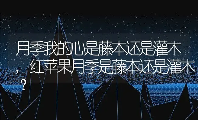 月季我的心是藤本还是灌木,红苹果月季是藤本还是灌木？ | 养殖科普