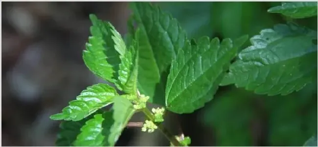 泡叶冷水花和薄荷的区别 | 生活妙招