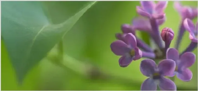 紫丁香花种植技术 | 妙招大全