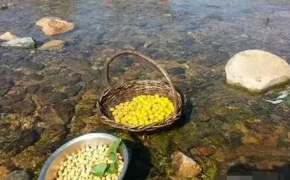 银杏树的果实怎么吃怎么处理才能食用,银杏树果子能吃吗？