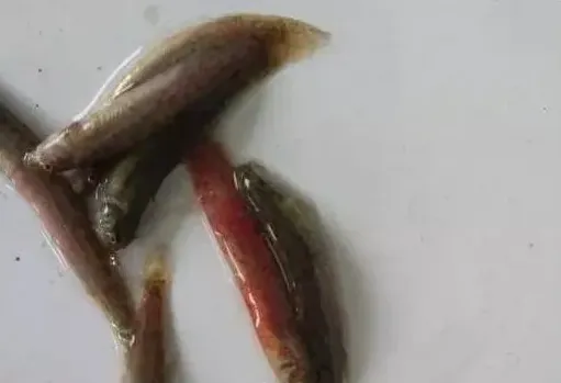 近期泥鳅出现大量死亡处理方案分享 | 生活妙招